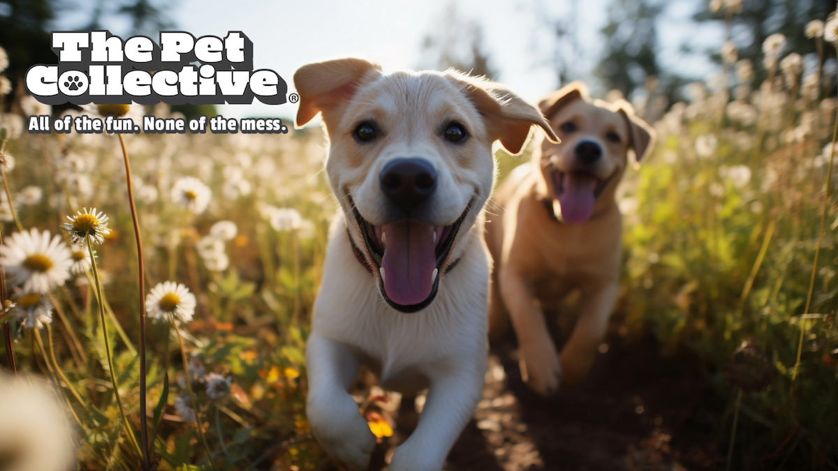 The Pet Collective's 45 Million Fans Gain New Web3 Access with Theta